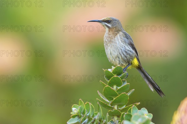 Cape sugarbird (Promerops cafer), Harold Porter National Botanical Gardens, Betty's Bay, Western Cape, South Africa
