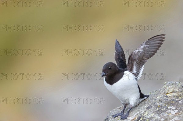 Cory's Grebe, Plautus alle, Dovekie, Little Auk, (Mergule nain), Mérgulo atlántico, Longyearbyen, Svalbard / Spitsbergen, Norway