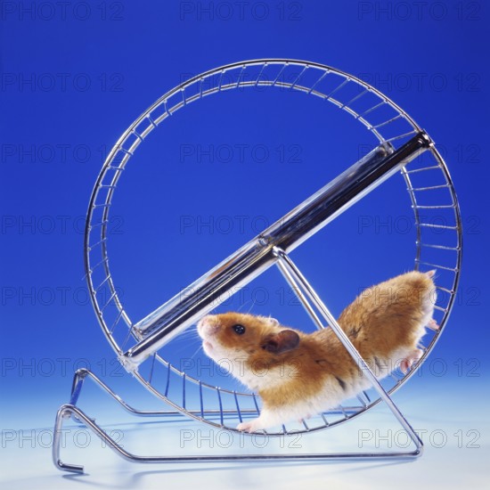 A golden hamster running in a hamster wheel, running wheel, (Mesocricetus auratus), Syrian golden hamster Studio photo, Lower Saxony, Federal Republic of Germany
