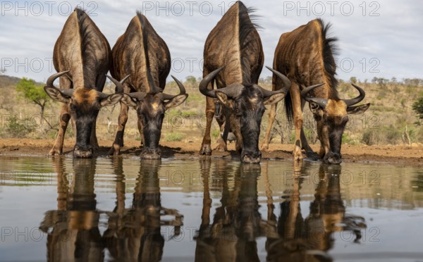 Animals, Mammals, Wildebeest, four wildebeest, herd of wildebeest drinking water at a waterhole, genus African antelope, (Connochaetes taurinus) in Zimanga Private Reserve, South Africa