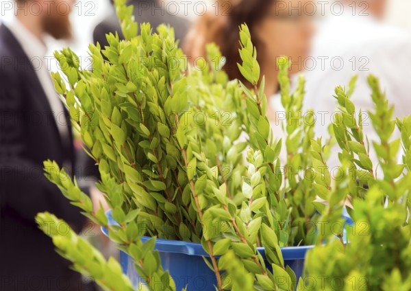 Ancient Jewish autumn holiday Sukkot. Sale of ritual plants on the traditional pre-holiday market in the capital of Israel, Jerusalem. Myrtle
