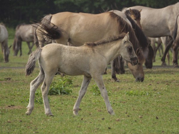 A foal runs in a meadow, surrounded by other wild horses in a natural environment, merfeld, North Rhine-Westphalia, Germany