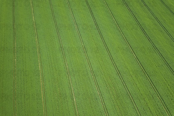Rapeseed green field in spring, Aerial View