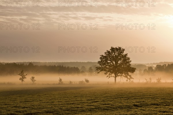 Lonely tree on the ground with morning mist