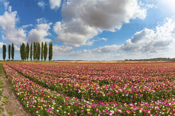 Multi-colored garden buttercups bloom in fields in southern Israel. Spring blue sky and light white clouds. The magnificent nature of Israel. Picturesque huge fields of flowers