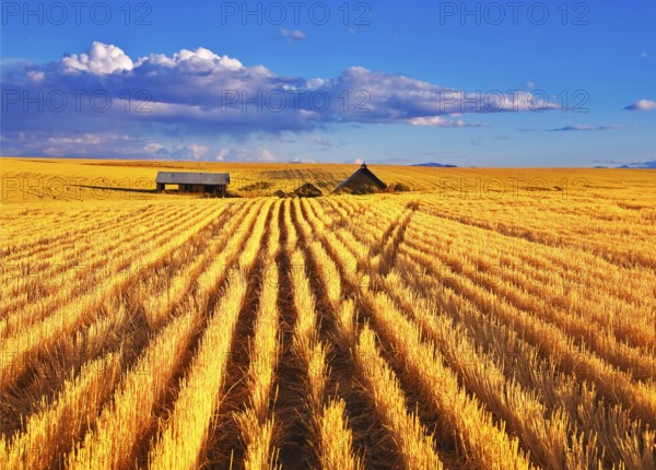Solar autumn midday on fields of Montana