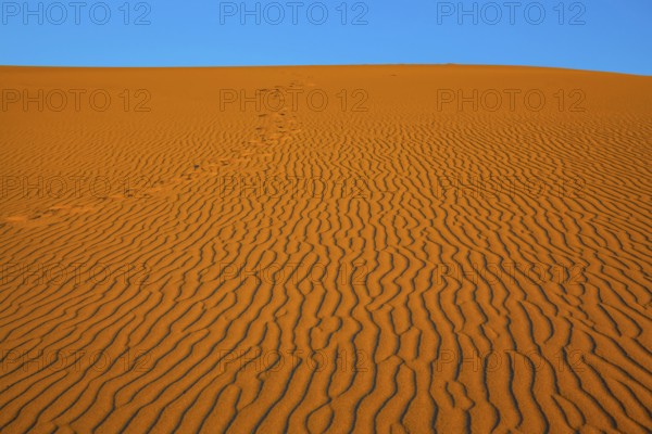 The small waves of orange sand. Early morning in a picturesque part of Death Valley, USA. Mesquite Flat Sand Dunes