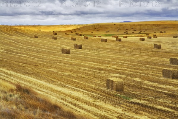 Huge field in state of Montana after a harvest. More magnificent pictures from the American and Canadian National parks you can look hundreds in my portfolio. Welcome!