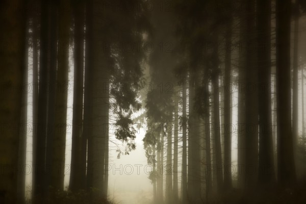 Traumatic path in a forest