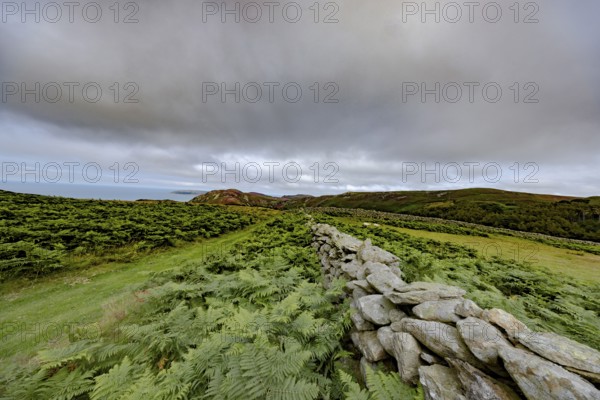 Hilly landscape with green meadows, bracken and stone wall, dry stone wall on the edge of Snowdonia National Park, Penmaenmawr, Dwygyfylchi, Caernarfonshire, Conwy County Borough, Wales, United Kingdom