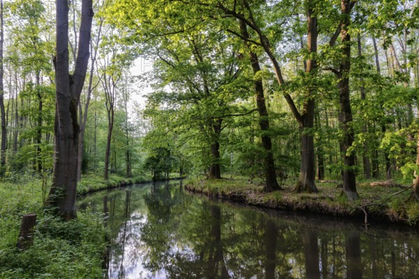 Spreewald