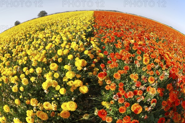 Magnificent field of yellow and red buttercups on a sunset, photographed by an objective the Fish eye