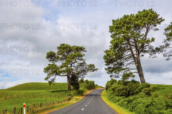 Fabulous faraway country. Road among the green fields of the North Island of New Zealand. Way to Rotorua. Car tourism concept