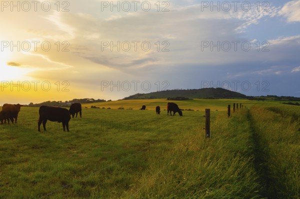 On the pasture in Central Bohemian Highlands, Czech Republic. Central Bohemian Uplands is a mountain range located in northern Bohemia. The range is about 80 km long