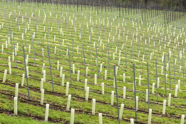 Young hop fields for the local beer brewery at the Dutch countryside around Slenaken, The Netherlands