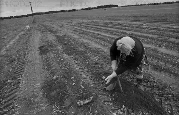 Germany, Trinwillershagen, 16.9.1991, Farmer's wife picking potatoes