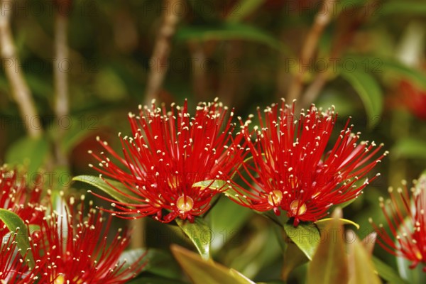 Flowers of New Zealand Southern Rata brighten the day for visitors to the Otira Gorge in Arthurs Pass National Park, New Zealand