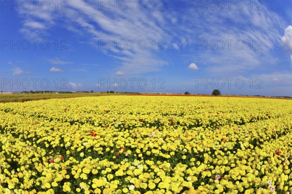 Solar spring day in fields flowers buttercups