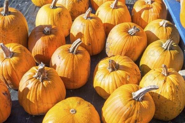 Pumpkin
