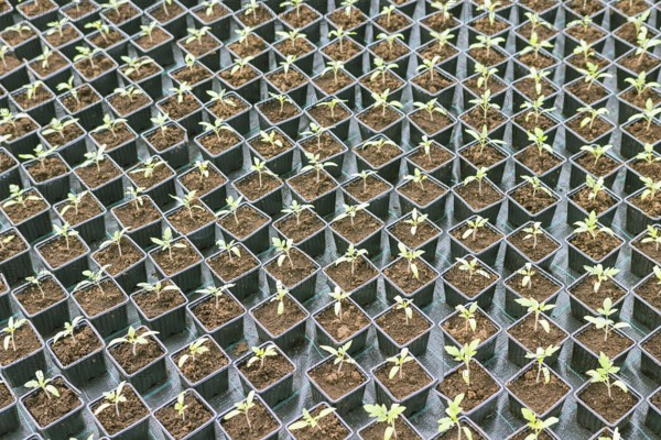 Rows of Potted Seedlings in Greenhouse