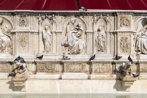 Doves sitting on the Gaia Fountain at the Piazza del Campo in Siena, Italy