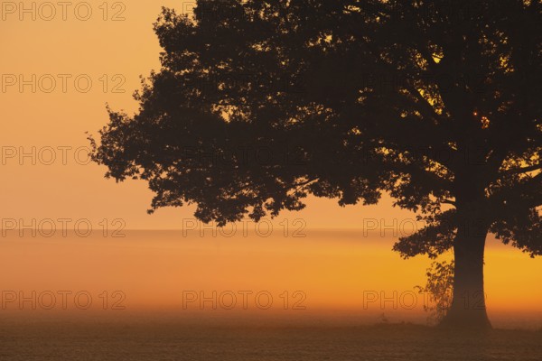 Memorable lonely tree on the empty field in the morning mist