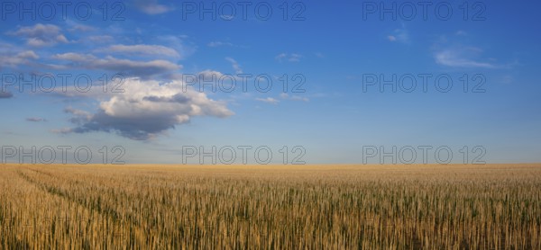 The field after harvesting in sunny day. Panorama picture with mowed wheat field under sunny day. Czech Republic