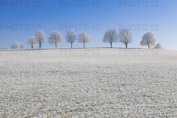 Snow and hearfrost covered trees in the frosty morning. Amazing winter landscape