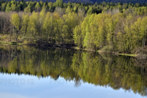 Reflection of the vegetation on the bank in the water of the Steinbach Dam on the edge of the Hunsrück-Hochwald National Park on a spring morning, Rhineland-Palatinate, Germany