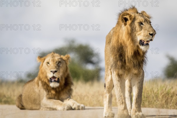 Two young male Lion brothers in the Kruger National Park, South Africa