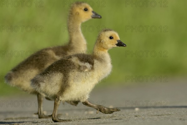 Canada Goose goslings
