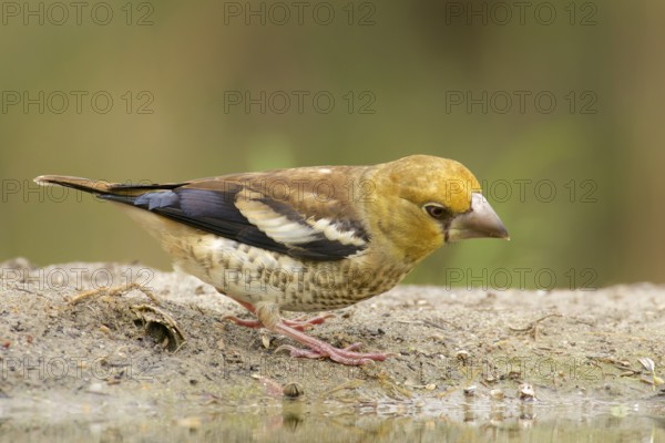 Juvenile Hawfinch. Juvenile hawfinch