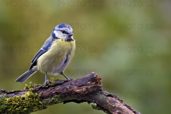 Blue tit (Cyanistes caeruleus)