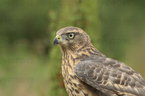 Portrait of a goshawk. Northern Goshawk portrait