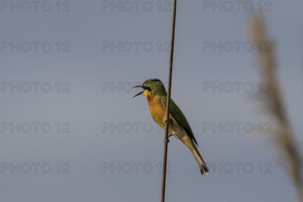 Bee-eater (Merops apiaster) sitting on a reed, Moremi Game Reserve, Okavango Delta, Maun, Botswana