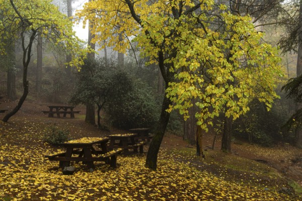Autumn landscape with trees and Autumn leaves on the ground after rain at Troodos mountains Cyprus