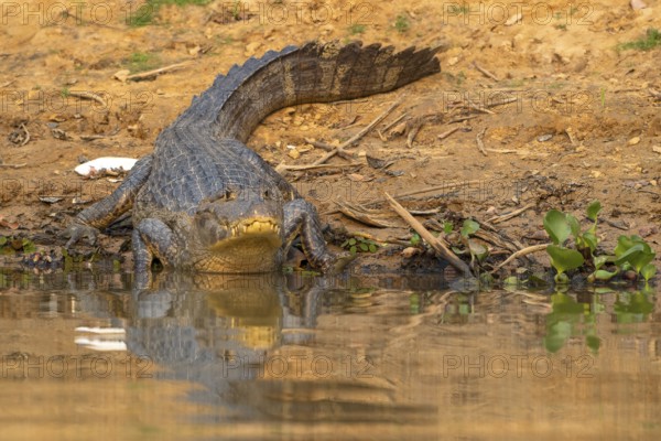 Caiman (Caimaninae), Crocodile (Alligatoridae), crocodile (Crocodylia), front view, reflection, Pantanal, inland, wetland, UNESCO Biosphere Reserve, World Heritage Site, wetland biotope, Mato Grosso, Brazil