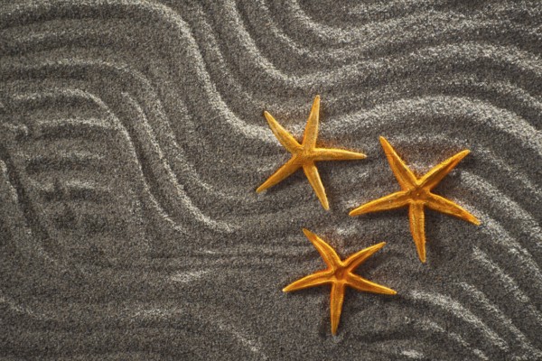 Of light gray sand background designed with three starfish orange