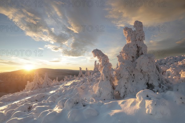 Winter landscape during sunset, snow-covered spruce trees on the top of the mountain