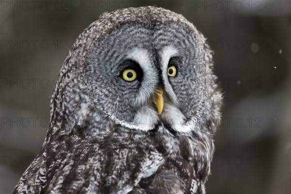 A captive great grey owl (Strix nebulosa) sits on a perch at a bird of prey sanctuary during winter