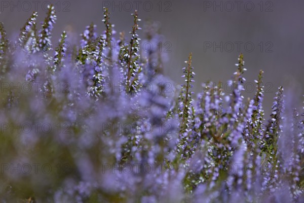 Close-up of flowering heather (Erica) with intense purple colour in natural setting in mountainous landscape, on the edge of Snowdonia National Park, Penmaenmawr, Dwygyfylchi, Caernarfonshire, Conwy County Borough, Wales, United Kingdom