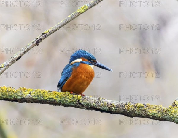 A Common Kingfisher (alcedo atthis) in the Reed, Heilbronn, Germany