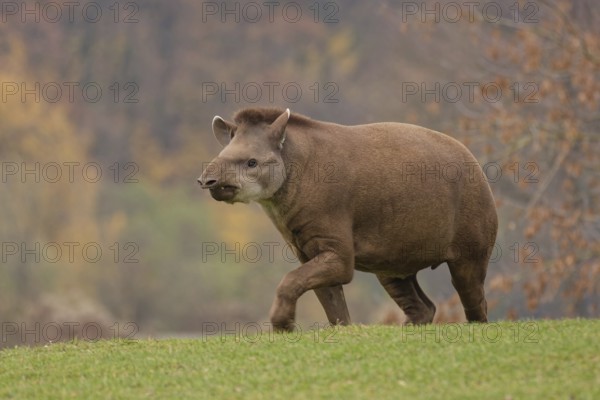 Tapir on green grass. tapir, wetlands, herbivore, endangered, hoofs, conservation, mammals, tapiridae, natural, walking, wild, animal, outdoor, nature, green, grass, mammal, wildlife, close up, tropical, tapirus, grey, brown, nose, side view, ungulate, pantanal, brazil, field, eating, pasture, Po