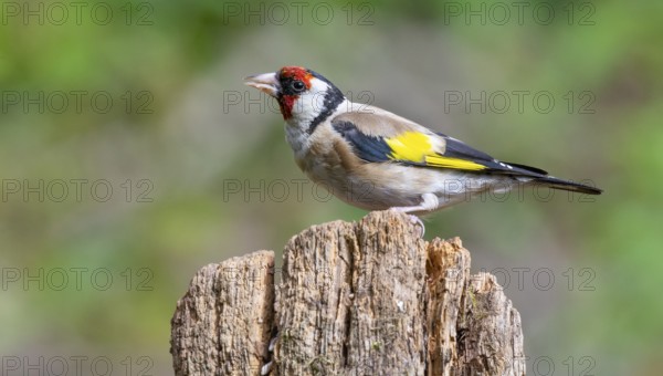 Goldfinch Male