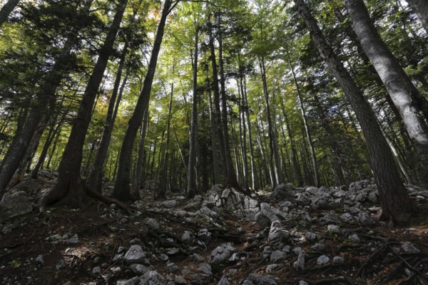 Mountain forest in the Karawanken, Alps, Slovenia