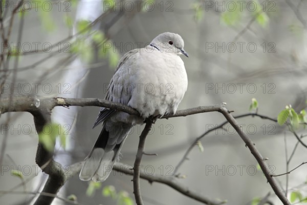Collared Dove, Streptopelia decaocto, Collared Dove