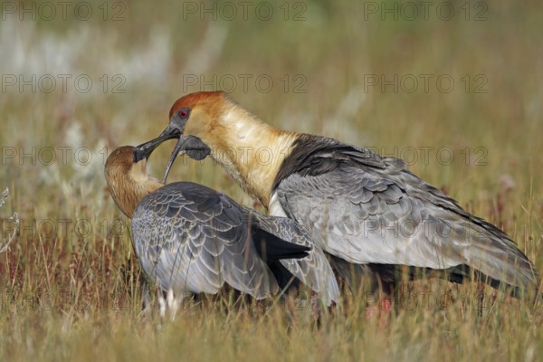 Black-faced Ibis, Theristicus melanopsis, feeding young bird, Patagonia, Argentina