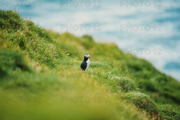 Puffin on green grassy cliff near the sea, bird, puffins, puffins, animal