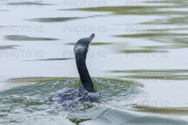 Great Cormorant Swimming in Lake (Phalacrocorax carbo)