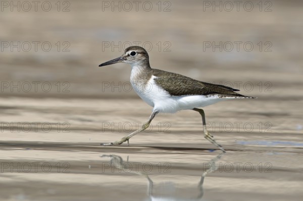 Common sandpiper, Actitis hypoleucos